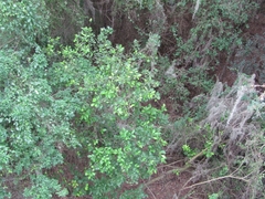 Citrus × latifolia