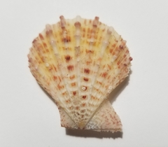 Caribachlamys pellucens