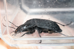 Dicaelus sculptilis