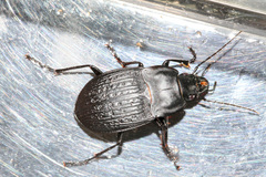 Dicaelus sculptilis