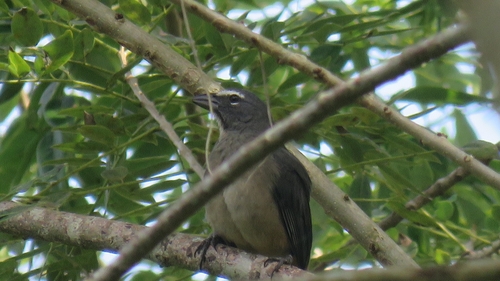 Saltator grandis grandis