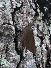 Asbolis capucinus