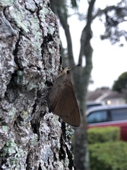 Asbolis capucinus