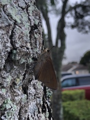 Asbolis capucinus