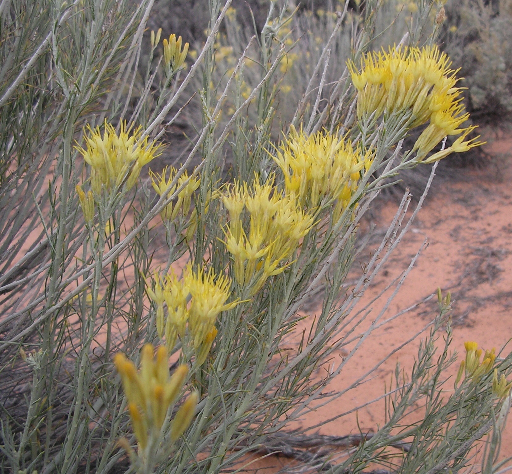 Ericameria nauseosa var. arenaria