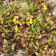 Goodenia caroliniana