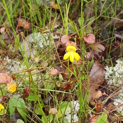 Goodenia caroliniana