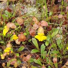Goodenia caroliniana