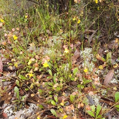Goodenia caroliniana