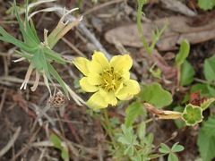 Magnoliopsida