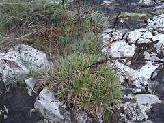 Dyckia strehliana