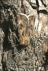 Agrotis radians
