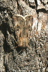 Agrotis radians