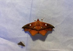 Midilinae