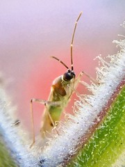 Engytatus modestus