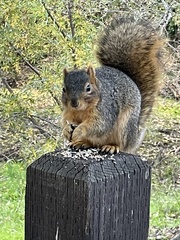 Sciurus niger
