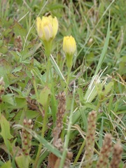 Magnoliopsida