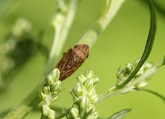 Cicadomorpha