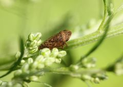 Cicadomorpha