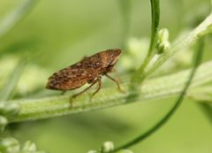 Cicadomorpha