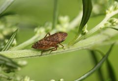 Cicadomorpha