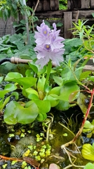 Pontederia crassipes