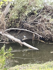 Nycticorax nycticorax