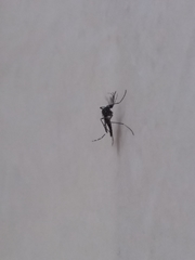 Aedes