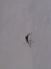Aedes