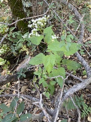 Ageratina herbacea