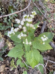Ageratina herbacea