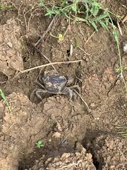 Parathelphusa convexa