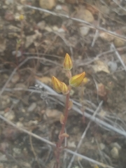 Dudleya variegata