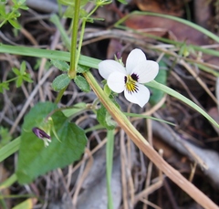 Viola ocellata