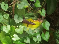 Eutropis multifasciata