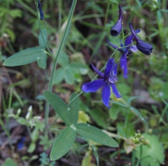 Delphinium decorum