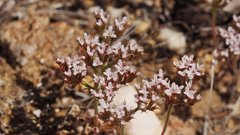 Chorizanthe leptotheca