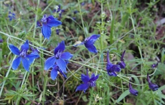 Delphinium decorum