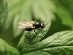 Muscoidea