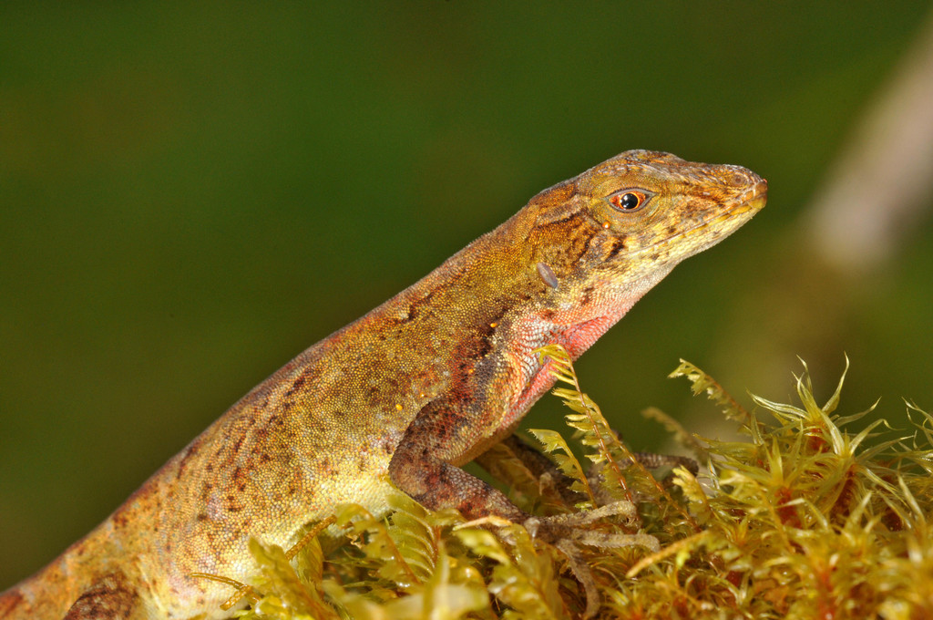 Costa Rican Cloud Forest Anole
