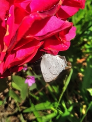 Ostrinotes sophocles