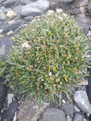 Plantago monanthos monanthos