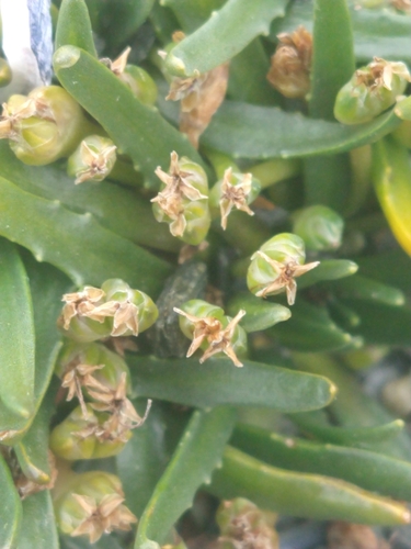 Image of Plantago monanthos by (c) Pablo, some rights reserved (CC BY)