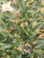 Plantago monanthos monanthos