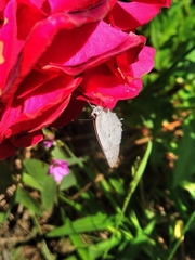 Ostrinotes sophocles