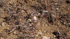 Chorizanthe leptotheca