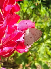Ostrinotes sophocles
