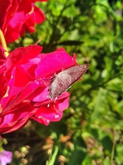 Ostrinotes sophocles