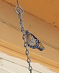 Danaus gilippus