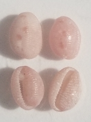 Niveria quadripunctata